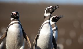 Impozantní migrace zvířat - Patagonie