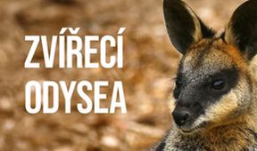 Zvířecí odysea