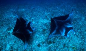 Maledivy - vodní království indického oceánu (2)