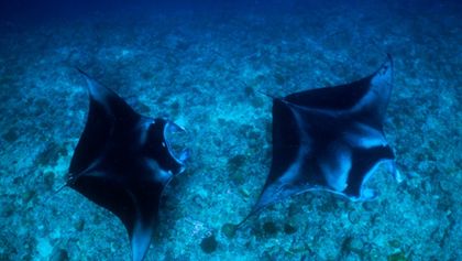 Maledivy - vodní království indického oceánu (2)