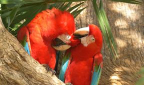 Pantanal - brazilský přírodní zázrak