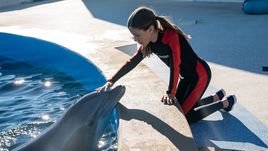 Můj kamarád delfín 2