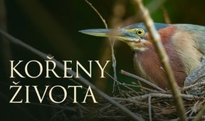 Kořeny života (2/3)