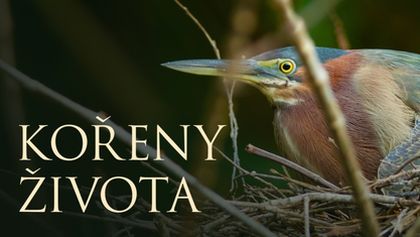 Kořeny života (3/3)