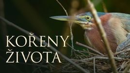 Kořeny života (1/3)