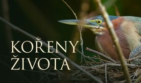 Kořeny života (3/3)