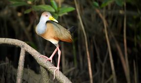 Kořeny života (2/3)