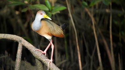 Kořeny života (2/3)