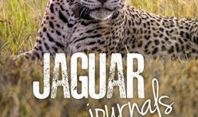 Projekt jaguár (4)