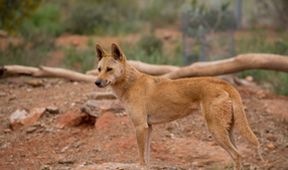 Wild Australia with Ray Mears (4)