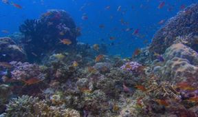 Coral Sea Dreaming