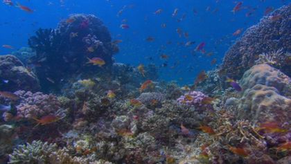 Coral Sea Dreaming
