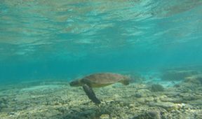Wild Australia with Ray Mears (5)