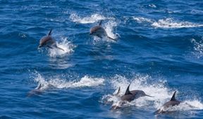 Wild Australia with Ray Mears (2)