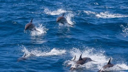 Wild Australia with Ray Mears (2)