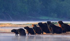 Pantanal - brazilský přírodní zázrak
