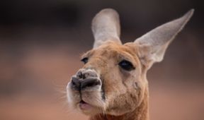 Wild Australia with Ray Mears (3)