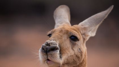 Wild Australia with Ray Mears (3)