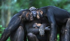 Útulek pro záchranu šimpanzů Jane Goodallové (2/6)