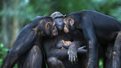 Útulek pro záchranu šimpanzů Jane Goodallové (2/6)