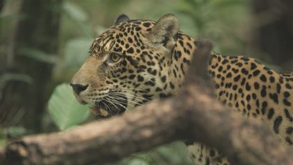 Jaguár: Ikona guyanské džungle