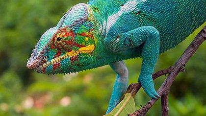 Madagaskar