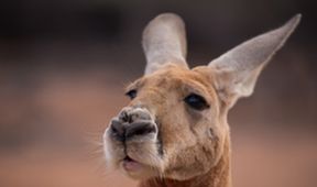 Wild Australia with Ray Mears (6)