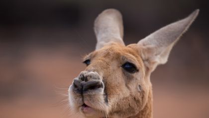 Wild Australia with Ray Mears (6)