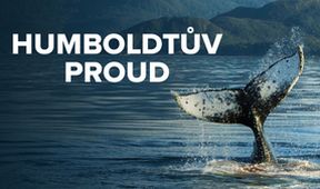 Humboldtův proud (3/3)