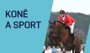 Koně a sport, Jezdectví