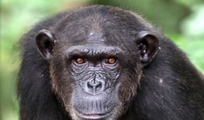 Útulek pro záchranu šimpanzů Jane Goodallové (4/6)