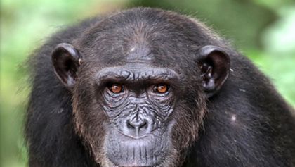 Útulek pro záchranu šimpanzů Jane Goodallové (4/6)