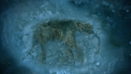 Prokleté poklady (8)