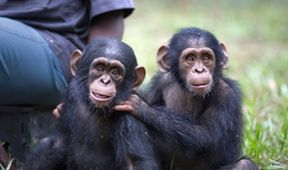 Útulek pro záchranu šimpanzů Jane Goodallové (3/6)
