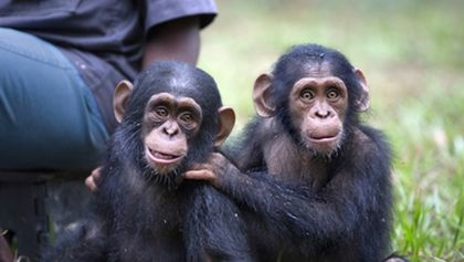 Útulek pro záchranu šimpanzů Jane Goodallové (3/6)