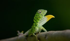 Nevšední zvířata na naši planetě (1)