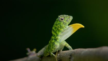 Nevšední zvířata na naši planetě (1)