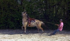 Die Pferdeprofis