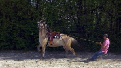 Die Pferdeprofis