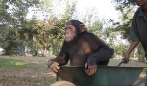 Útulek pro záchranu šimpanzů Jane Goodallové (5/6)
