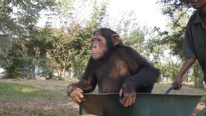 Útulek pro záchranu šimpanzů Jane Goodallové (5/6)