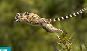 Madagaskar