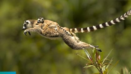 Madagaskar