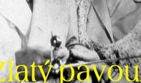 Zlatý pavouk