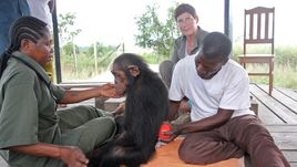 Útulek pro záchranu šimpanzů Jane Goodallové (6/6)
