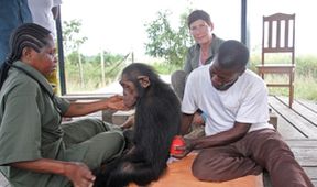 Útulek pro záchranu šimpanzů Jane Goodallové (6/6)