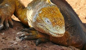 Galapágy: Na konci světa (2)