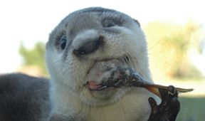Otterly Incredible