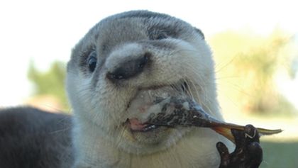 Otterly Incredible