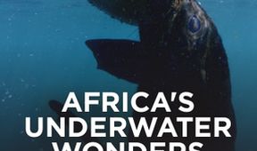Podmořské divy Afriky (1)